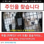 간석오거리역 푸들<b>믹스</b>(?)보호중입니다