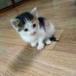 고양이 정보좀 주세요~부탁드려요~^^