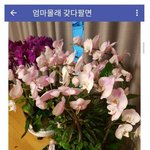 [모두드루와] 엄마화분 <b>몰래</b>팔기