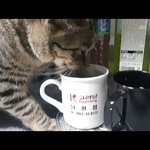 [고양이] 울집 냥이는 물에 발을 담그고 마셔