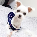 [울갱쥐] 저희 코코 짱아 보고 가세요 :)