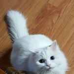 [고양이] 고양이바울 고양이<b>보리</b>