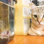 [댓글부탁해] 고양이 키우는 집에서 <b>어항</b>을 사면 안되는 이유