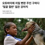 [댓글부탁해] 얼굴 <b>절반</b> 잃은 강아지