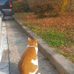 [댓글부탁해] 뚱고앵 껴안고 궁디팡팡하고싶엎<b>퓨</b>ㅠㅠㅠ