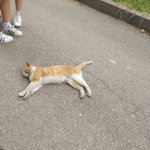 울학교 <b>고영</b>이