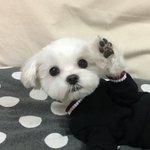 [추반] 옷 골라쥬