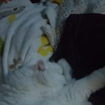 우리집 <b>털보</b> 보고가셈