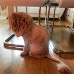 <b>집사</b>에게 가위를 맡긴 냥이들