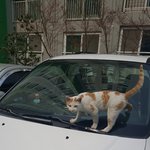 [고양이] 우리 아파트 길냥이 방울이와 <b>동생들</b> 구경해요
