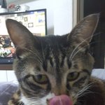 [고양이] 냥냥이와 냥냥이형의 동거생활