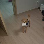 [꼭조언부탁] 우리강아지 왜이러는지 봐줘 ㅠㅠ