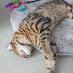 [고양이] 안녕! 나는 고양이 무무라고해 2