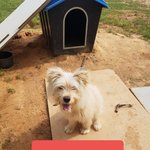[강아지] 밝은모습을 지켜주세요