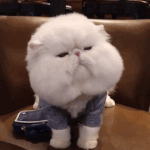 집사님들 이 고양이 <b>품종</b>이 뭐에요??