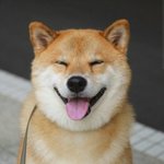 호냥이인생에서 <b>접근</b> 금지임