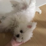 [강아지] 나도 울집 갱얼쥐 자랑할래