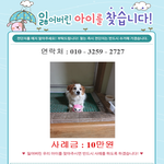 [강아지실종] 소중한 숫컷 믹스견 실종되어서 도움을 구합니다.