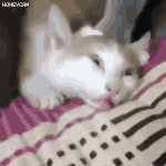[댓글부탁해] 새끼고양이 <b>학대</b>하는 아이돌