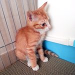 6년전 냥줍한 고양이가 이렇게 변했어요-5탄