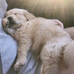 <b>바라</b>만봐도 넘 좋은 골든 리트리버