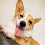 <b>웰시</b>코기는 사랑입니다2222