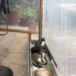 [고양이] 냥냥2탄