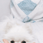 [방탄소년단] 안녕 머글인데