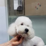 비숑프리제 남아 1살추정 5.6킬로