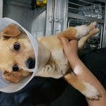 #<b>믹스</b>견 남아 1살추정 5킬로