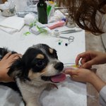 [강아지] 구루병 치와와<b>믹스</b>