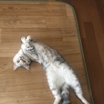 [드루와] 울고양이 <b>자세</b> ㄹㅇ 사람같음 ㅋㅋㅋㅋㅋㅋ