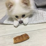 ㅋㅋㅋ<b>피자</b>빵 지키려고 이러고있는 울 애기