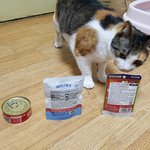 (구리)고양이 찾았습니다! <b>도움</b>주셔서 감사합니다!