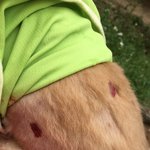 [이것좀봐줘] 인천대공원 들개에게 <b>저희개</b>가 물리고 엄마가 뒤로 넘어지셨어요