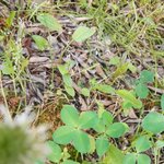 오와 <b>네잎</b>클로버 찾았다