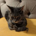 냥이 털로 만든 <b>예술</b>작품 ㅋㅋ