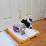 [강아지] 교통사고 아이 소식입니다