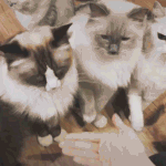 [고양이] <b>집사</b> 힘내라고 응원하는 냐옹이