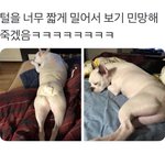 [강아지] <b>뜻밖</b>의 섹시