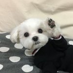 [댓글부탁해] 시험 5일전에 있는 <b>팬미팅</b> 간다만다