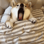ㅁㅈ야 <b>자라</b>