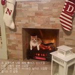 <b>집사</b>한테 미안한 거 맞음...