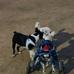 [강아지] 장애견 하슈를 소개합니다.