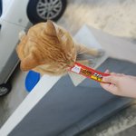 작년부터 키우게된 길냥이 치즈❤개냥이