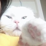 [힙냥이로꼬] 하로미 근황 ㅋㅋㅋ