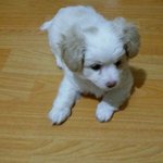 우리 강아지 어렸을<b>때</b> 어때?