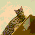 [고양이] 안녕! 나는 고양이 무무라고해3