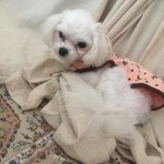 [강아지] 유기견 <b>입양</b>후 점점 물오르는 미모