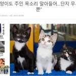 [고양이] 사무실 <b>악독</b>한주인21 개냥이
